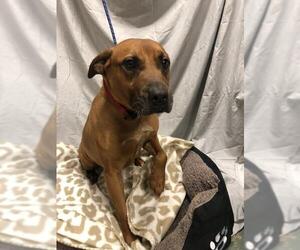 Black Mouth Cur Dogs for adoption in Calverton, NY, USA