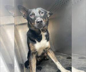 Mutt Dogs for adoption in Rowlett, TX, USA
