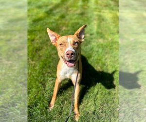 Sheprador Dogs for adoption in Simsbury, CT, USA