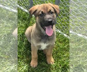 German Shepherd Dog-Retriever Mix Dogs for adoption in Mechanicsburg, PA, USA