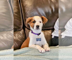 Parson Russell Terrier-Unknown Mix Dogs for adoption in Rockaway, NJ, USA