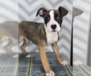 Boxer-Unknown Mix Dogs for adoption in Lakewood, CO, USA