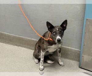 Catahoula Leopard Dog-Unknown Mix Dogs for adoption in Las Vegas, NV, USA