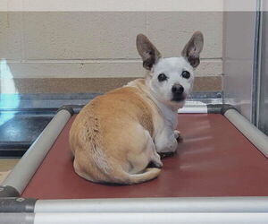 Mutt Dogs for adoption in Martinez, CA, USA