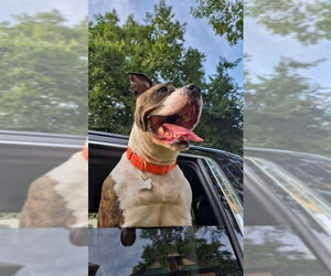 American Pit Bull Terrier Dogs for adoption in Minneapolis, MN, USA