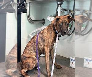 Plott Hound Dogs for adoption in Tavares, FL, USA
