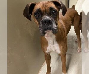 Boxer Dogs for adoption in Davis, CA, USA