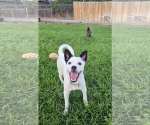 Chihuahua-Unknown Mix Dogs for adoption in Sandy, UT, USA