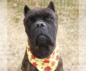 Mutt Dogs for adoption in San Antonio, TX, USA