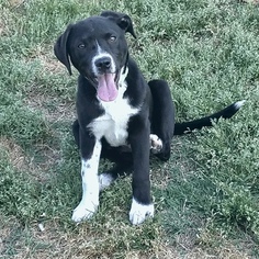 Borador Dogs for adoption in Brownsboro, AL, USA