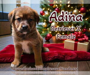 Retriever -Unknown Mix Dogs for adoption in Anchorage, AK, USA