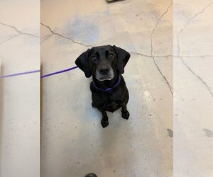 Labrador Retriever-Unknown Mix Dogs for adoption in Bryant, AR, USA