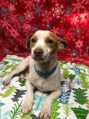Jack Russell Terrier Dogs for adoption in Elmsford, NY, USA