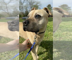 American Pit Bull Terrier-Unknown Mix Dogs for adoption in Chico, CA, USA