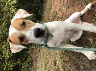 Coonhound-Pointer Mix Dogs for adoption in Bostic, NC, USA