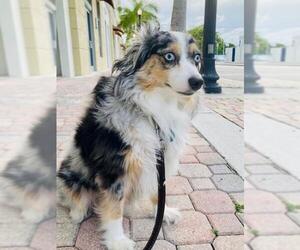 Australian Shepherd Dogs for adoption in Fort Lauderdale, FL, USA
