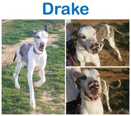 Great Dane Dogs for adoption in Towson, MD, USA