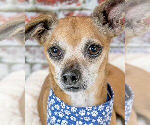 Chug Dogs for adoption in Kennesaw, GA, USA