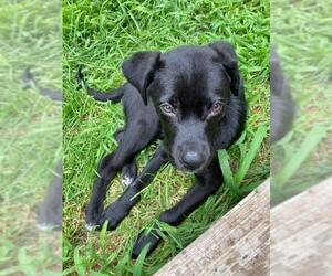 Borador Dogs for adoption in Caribou, ME, USA