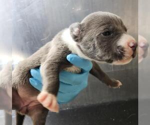 American Staffordshire Terrier-Unknown Mix Dogs for adoption in San Antonio, TX, USA