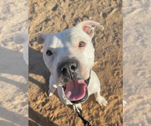 Bullboxer Pit Dogs for adoption in phoenix, AZ, USA