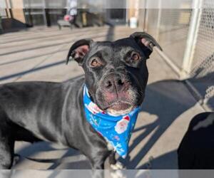 American Pit Bull Terrier-Labrador Retriever Mix Dogs for adoption in Denver, CO, USA