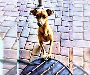 Dachshund Dogs for adoption in Tehachapi, CA, USA