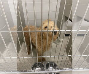 Mutt Dogs for adoption in Virginia Beach, VA, USA