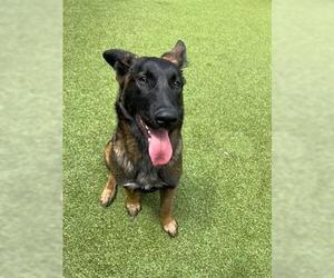 Mutt Dogs for adoption in San Martin, CA, USA