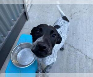 German Shorthaired Pointer Dogs for adoption in Brighton, CO, USA