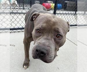 American Pit Bull Terrier-Unknown Mix Dogs for adoption in Tulsa, OK, USA