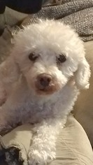 Poodle (Miniature) Dogs for adoption in Longview, WA, USA