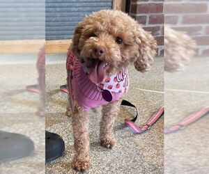 Poodle (Miniature) Dogs for adoption in St. Louis Park, MN, USA