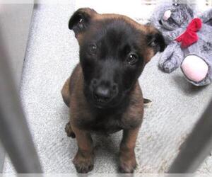 Mutt Dogs for adoption in Orange, CA, USA
