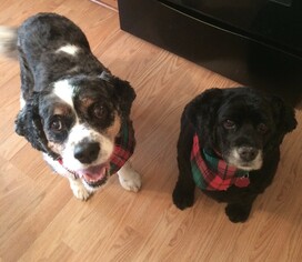 Cocker Spaniel Dogs for adoption in Fargo, ND, USA