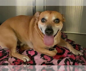 Chihuahua-Unknown Mix Dogs for adoption in Rancho Cucamonga, CA, USA