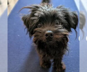 Poodle (Miniature)-Unknown Mix Dogs for adoption in Tracy, CA, USA