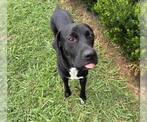 Labrador Retriever-Unknown Mix Dogs for adoption in Tulsa, OK, USA