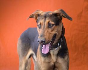 Small Coonhound-German Shepherd Dog Mix