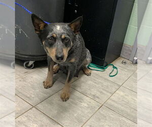 Mutt Dogs for adoption in Grand Prairie, TX, USA