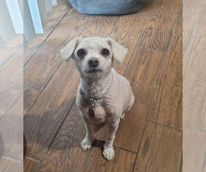 Poodle (Miniature)-Unknown Mix Dogs for adoption in Tempe , AZ, USA