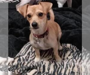 Chiweenie Dogs for adoption in Pembroke, GA, USA