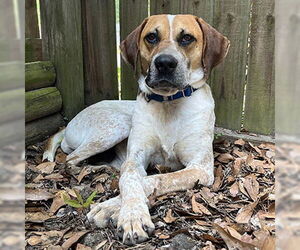 Retriever -Unknown Mix Dogs for adoption in Newfoundland, PA, USA