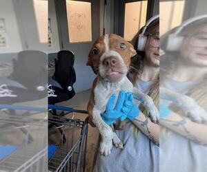 American Staffordshire Terrier-Unknown Mix Dogs for adoption in Tallahassee, FL, USA