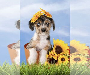 Mutt Dogs for adoption in McKinney, TX, USA