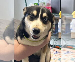 Australian Shepherd-Siberian Husky Mix Dogs for adoption in Bolivar, MO, USA
