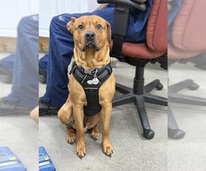 Labrador Retriever Dogs for adoption in Forestville, MD, USA