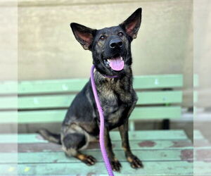 Holland Shepherd Dogs for adoption in Long Beach, CA, USA