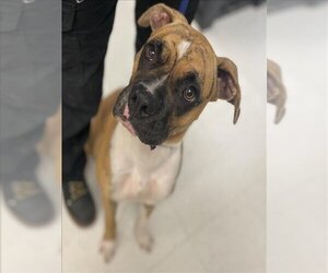 Boxer Dogs for adoption in Corpus Christi, TX, USA