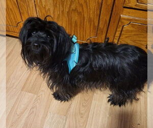 Mutt Dogs for adoption in St. Louis Park, MN, USA